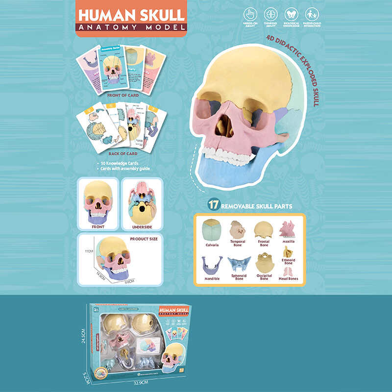 Ігровий набір "Анатомія людини" W 618 (36/2) розмір: 8,5х14,5х11 см, 10 карток, 17 елементів, в коробці