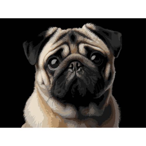 Картина по номерах на чорному фоні "Мопс " 30х40 см