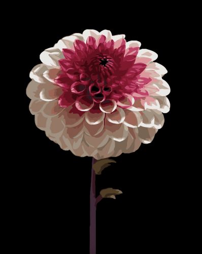 Картина за номерами Strateg Біло-рожева квітка на чорному фоні 40Х50 (AH1266)